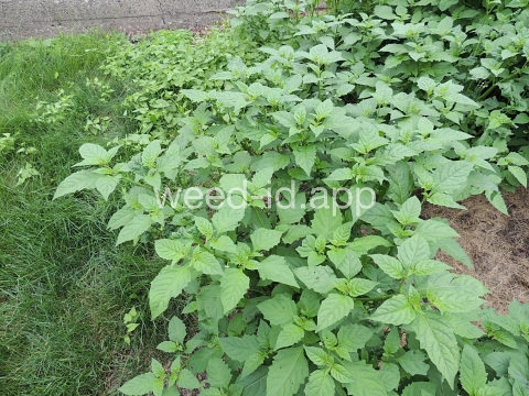 nightshade, eastern black